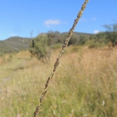 Sporobolus creber (Slender Rat's Tail Grass) at Paddys River, ACT - 23 Jan 2022 by michaelb