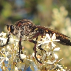 Chrysopogon muelleri (Robber fly) at Paddys River, ACT - 23 Jan 2022 by MichaelBedingfield