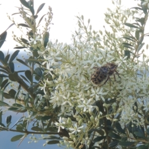 Bursaria spinosa at Paddys River, ACT - 23 Jan 2022 06:38 PM