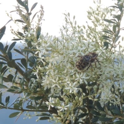 Bursaria spinosa (Native Blackthorn, Sweet Bursaria) at Paddys River, ACT - 23 Jan 2022 by MichaelBedingfield