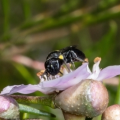 Amphylaeus (Agogenohylaeus) obscuriceps at Acton, ACT - 5 May 2022 by Roger