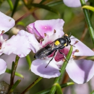 Amphylaeus (Agogenohylaeus) obscuriceps at Acton, ACT - 5 May 2022 10:46 AM