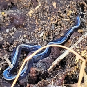 Caenoplana coerulea at Theodore, ACT - 6 May 2022