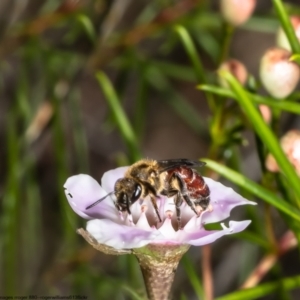 Lasioglossum (Parasphecodes) leichardti at Acton, ACT - 5 May 2022 11:24 AM