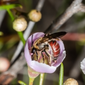 Lasioglossum (Parasphecodes) leichardti at Acton, ACT - 5 May 2022 11:24 AM