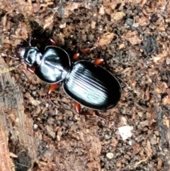 Eurylychnus blagravei (A Carab beetle) at Paddys River, ACT - 6 May 2022 by trevorpreston