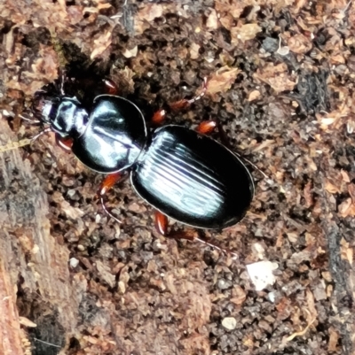 Eurylychnus blagravei (A Carab beetle) at Tidbinbilla Nature Reserve - 6 May 2022 by trevorpreston
