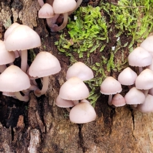 Mycena 'clarkeana group' at Paddys River, ACT - 6 May 2022 01:18 PM