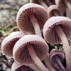 Mycena 'clarkeana group' at Paddys River, ACT - 6 May 2022 01:18 PM