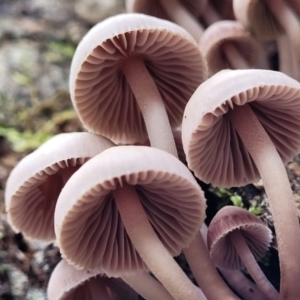 Mycena 'clarkeana group' at Paddys River, ACT - 6 May 2022