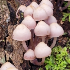 Mycena 'clarkeana group' at Paddys River, ACT - 6 May 2022