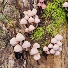 Mycena 'clarkeana group' at Paddys River, ACT - 6 May 2022