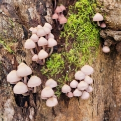 Mycena 'clarkeana group' at Paddys River, ACT - 6 May 2022 01:18 PM