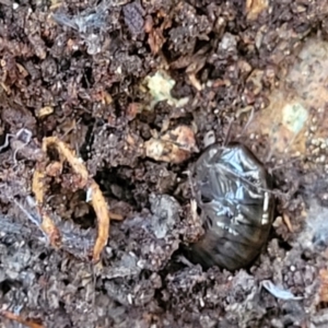 Amphipod (order Amphipoda, family Talitridae) at Paddys River, ACT - 6 May 2022 12:40 PM