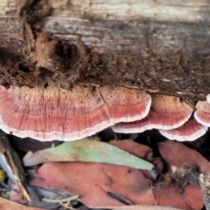 Rhodofomitopsis lilacinogilva complex at Paddys River, ACT - 6 May 2022