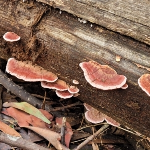 Rhodofomitopsis lilacinogilva complex at Paddys River, ACT - 6 May 2022