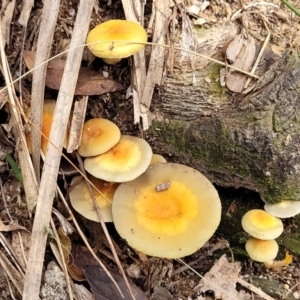 Hypholoma sp. at Paddys River, ACT - 6 May 2022 12:07 PM