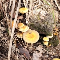 Hypholoma sp. at Paddys River, ACT - 6 May 2022