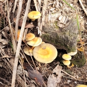 Hypholoma sp. at Paddys River, ACT - 6 May 2022 12:07 PM