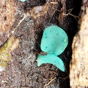 Chlorociboria at Paddys River, ACT - 6 May 2022 12:00 PM