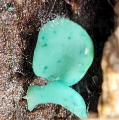 Chlorociboria at Paddys River, ACT - 6 May 2022 12:00 PM