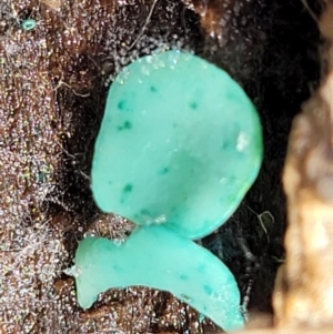 Chlorociboria at Paddys River, ACT - 6 May 2022 12:00 PM