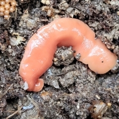 Australoplana alba (A flatworm) at Tidbinbilla Nature Reserve - 6 May 2022 by trevorpreston