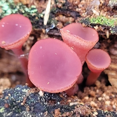 Ascocoryne sarcoides at Paddys River, ACT - 6 May 2022 by trevorpreston