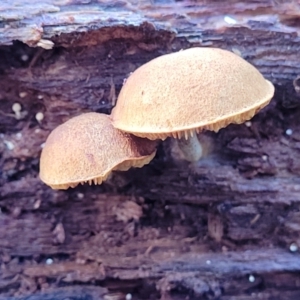 zz agaric (stem; gills not white/cream) at Paddys River, ACT - 6 May 2022 11:31 AM