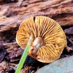 zz agaric (stem; gills not white/cream) at Paddys River, ACT - 6 May 2022