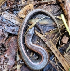 Anepischetosia maccoyi (MacCoy's Skink) at Tidbinbilla Nature Reserve - 6 May 2022 by trevorpreston