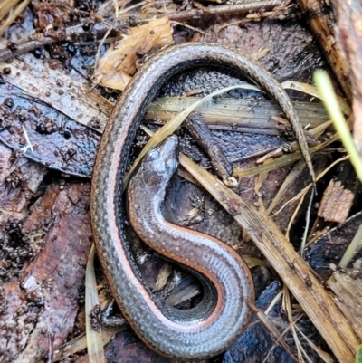 Anepischetosia maccoyi (MacCoy's Skink) at Tidbinbilla Nature Reserve - 6 May 2022 by trevorpreston