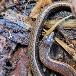 Anepischetosia maccoyi at Paddys River, ACT - 6 May 2022 11:27 AM