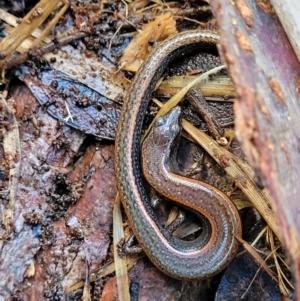 Anepischetosia maccoyi at Paddys River, ACT - 6 May 2022 11:27 AM