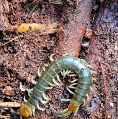 Scolopendromorpha (order) (A centipede) at Tidbinbilla Nature Reserve - 6 May 2022 by trevorpreston