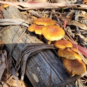 zz agaric (stem; gills not white/cream) at Paddys River, ACT - 6 May 2022 11:23 AM