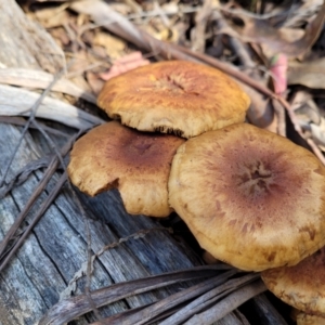 zz agaric (stem; gills not white/cream) at Paddys River, ACT - 6 May 2022