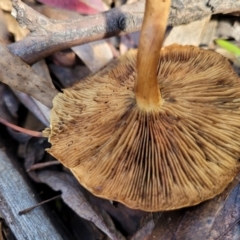 zz agaric (stem; gills not white/cream) at Paddys River, ACT - 6 May 2022 11:23 AM