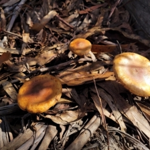 zz agaric (stem; gills not white/cream) at Paddys River, ACT - 6 May 2022 11:23 AM