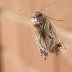 Cosmodes elegans (Green Blotched Moth) at Lyneham, ACT - 6 May 2022 by trevorpreston