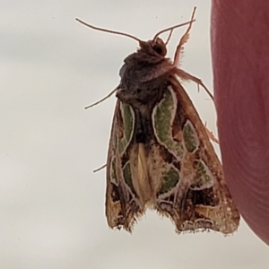 Cosmodes elegans at Lyneham, ACT - 6 May 2022 09:03 AM