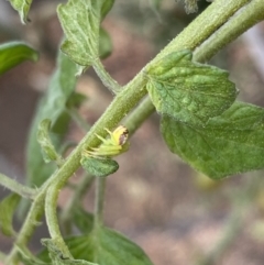 Lehtinelagia sp. (genus) at Wanniassa, ACT - 30 Apr 2022