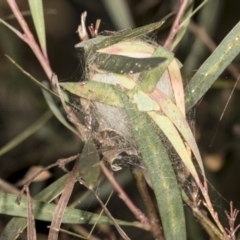 Unidentified Spider (Araneae) at Aranda Bushland - 5 May 2022 by AlisonMilton