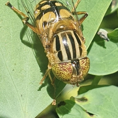 Eristalinus punctulatus (Golden Native Drone Fly) at Bomaderry, NSW - 2 May 2022 by Michelle O'Neill