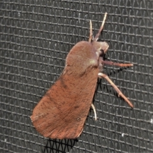 Fisera perplexata at Wanniassa, ACT - 5 May 2022