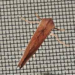 Fisera perplexata at Wanniassa, ACT - 5 May 2022