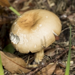 zz agaric (stem; gills not white/cream) at Higgins, ACT - 5 May 2022 11:44 AM