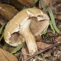 zz agaric (stem; gills not white/cream) at Higgins, ACT - 5 May 2022