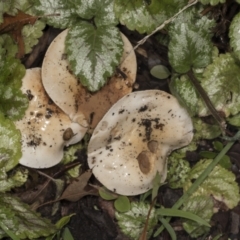 Unidentified Cap on a stem; gills below cap [mushrooms or mushroom-like] at Higgins, ACT - 5 May 2022 by AlisonMilton