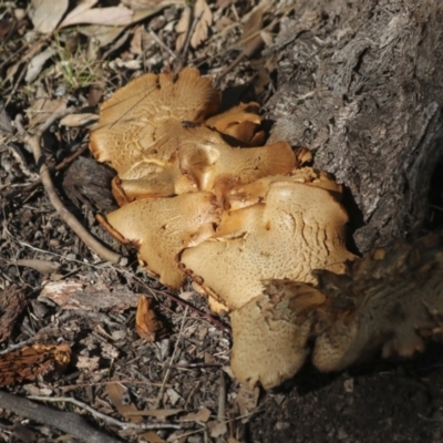 Gymnopilus junonius (Spectacular Rustgill) at Higgins, ACT - 2 May 2022 by AlisonMilton